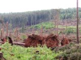 2022-05-20 - Tornado beim Sturmtief Emmelinde Solling - Steinlade bis Gehren (56)